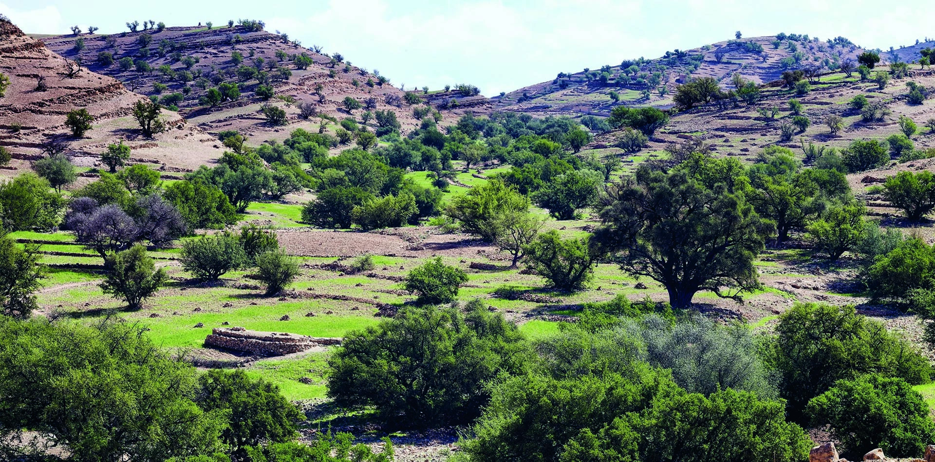 Arganeraie de l'Anti-Atlas marocain, filière Folk Oils